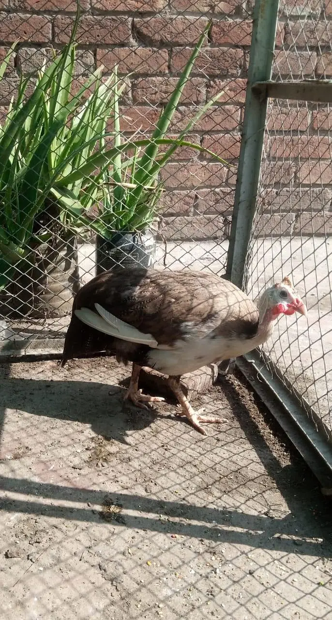 Guinea fowl Pair For Sale — photo 2