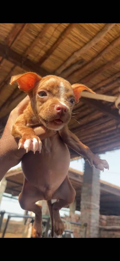 ** American Pitbull Puppies for Sale – Pedigree Parents**
