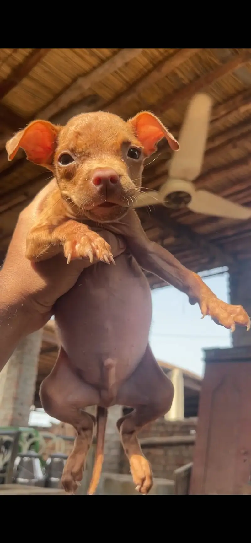 ** American Pitbull Puppies for Sale – Pedigree Parents** — photo 3