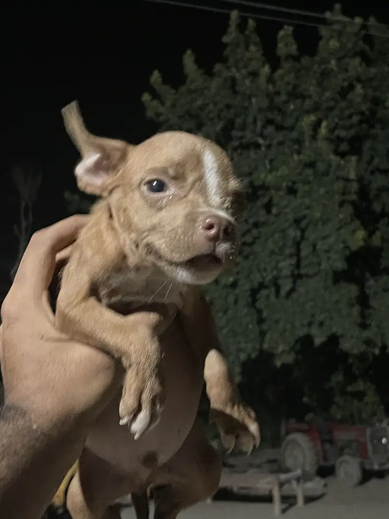 ** American Pitbull Puppies for Sale – Pedigree Parents** — photo 4