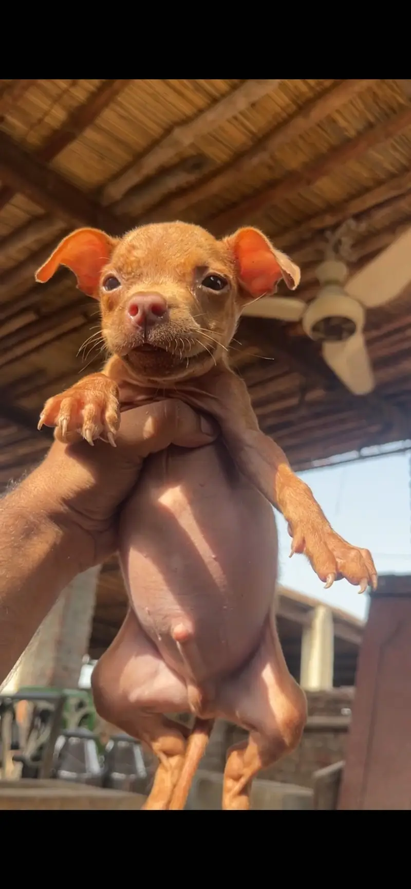 ** American Pitbull Puppies for Sale – Pedigree Parents** — photo 5