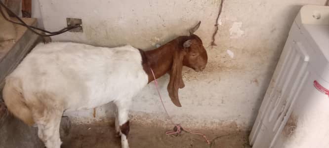 pure bissar pateri female pregnant goat