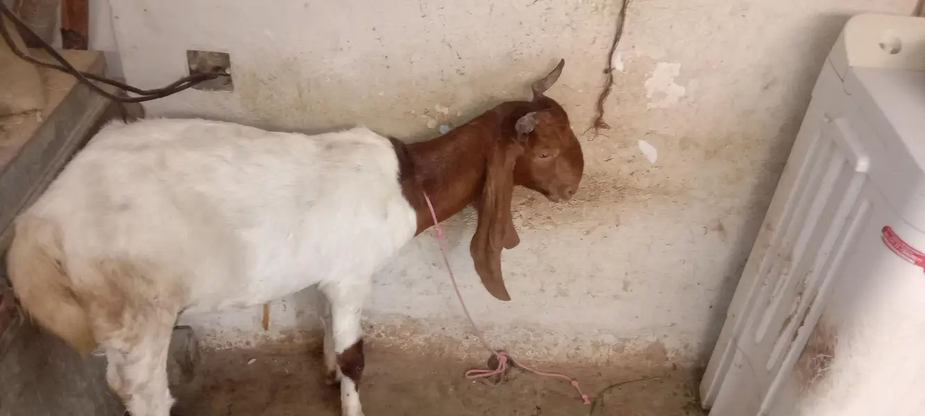 pure bissar pateri female pregnant goat