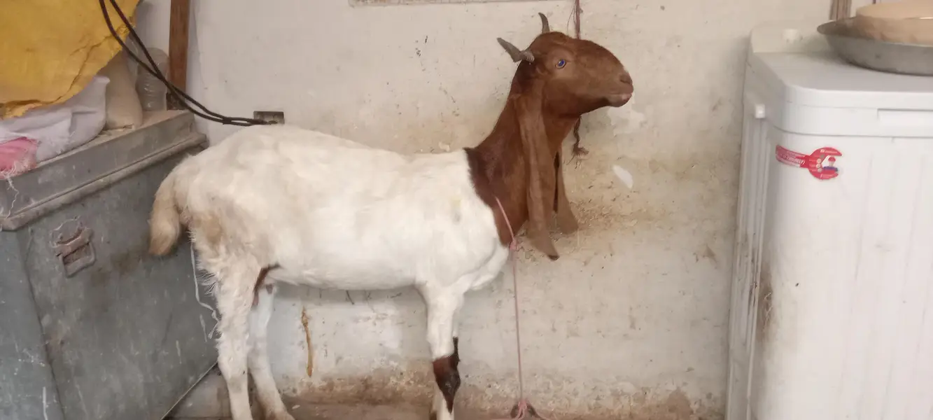 pure bissar pateri female pregnant goat — photo 2