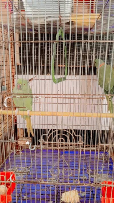 green rigneck pair for sale . green rigneck patha for sale.