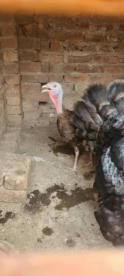 turkey birds& desi hens chicks
