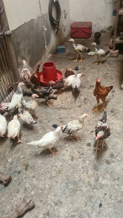 turkey birds& desi hens chicks