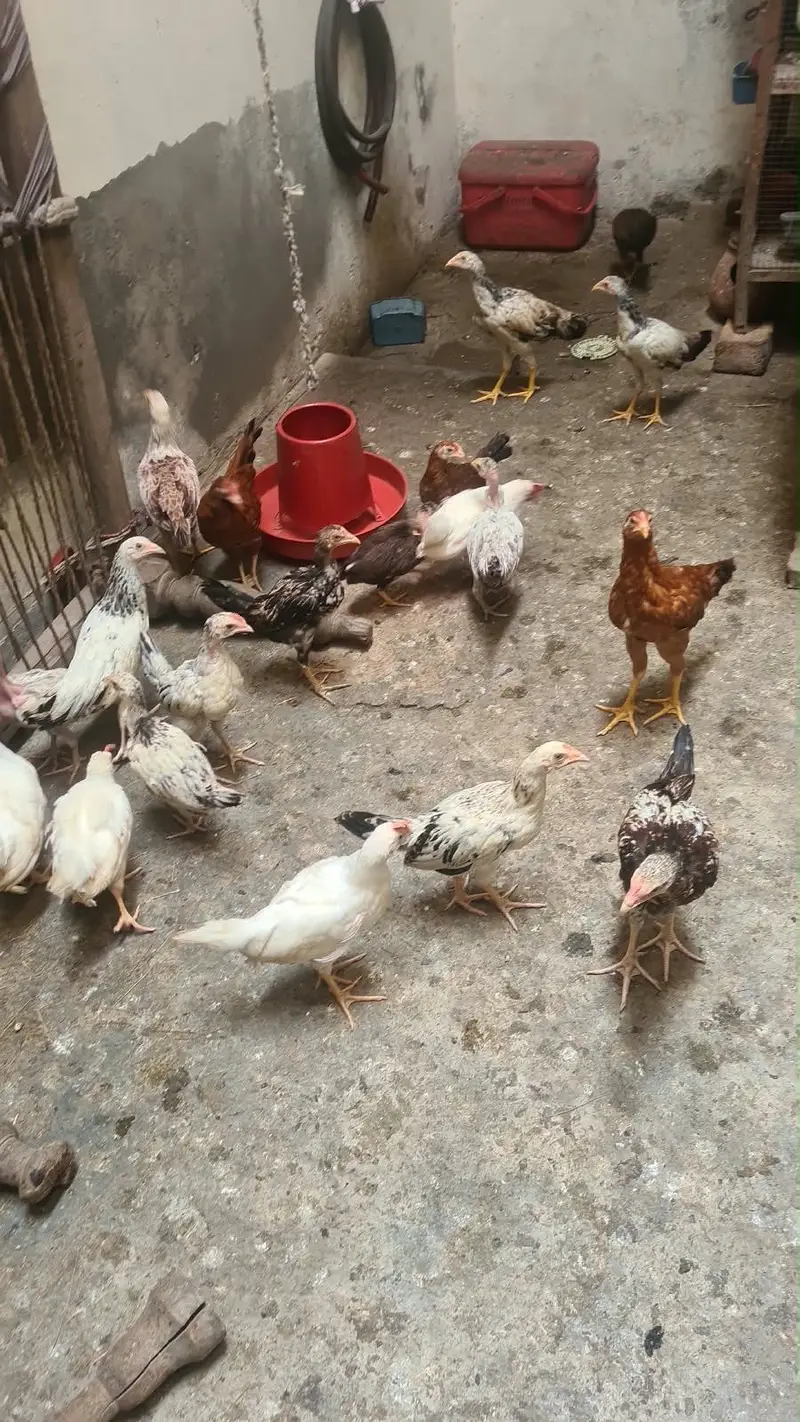 turkey birds& desi hens chicks — photo 2