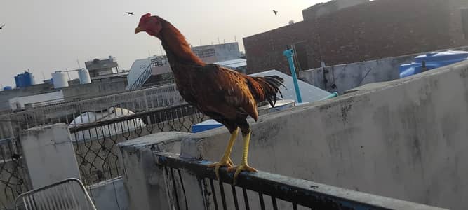 aseel hens pathy