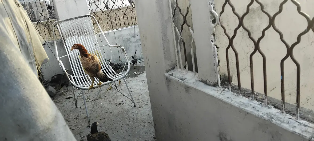 aseel hens pathy — photo 2