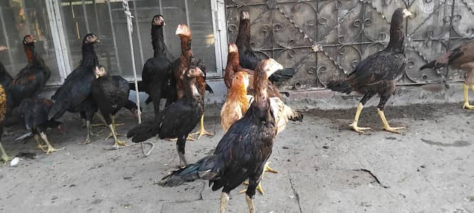 aseel hens pathy