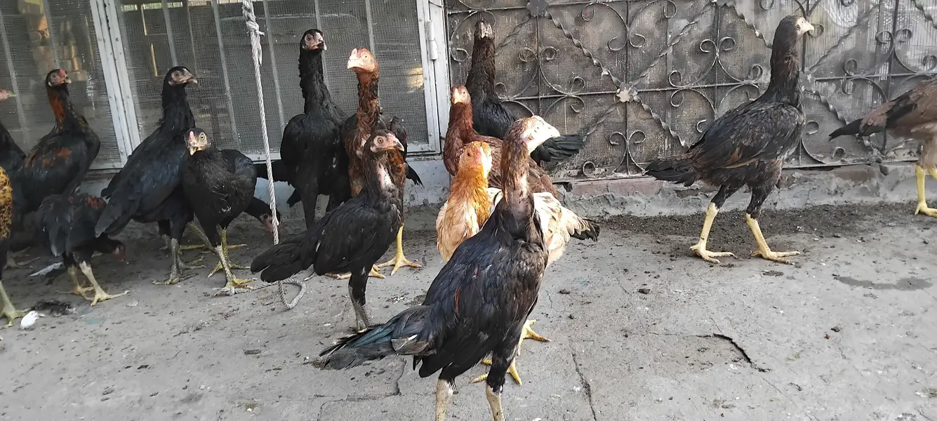 aseel hens pathy — photo 3