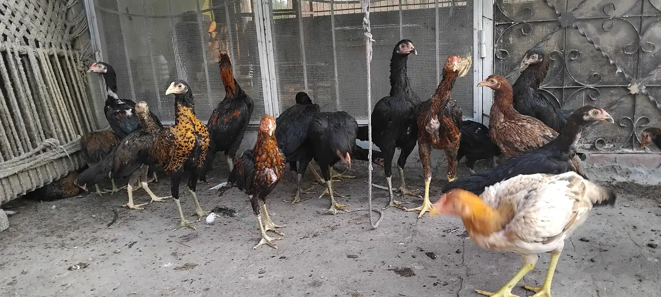 aseel hens pathy — photo 4