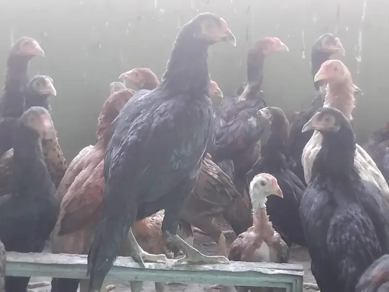 aseel hens pathy — photo 5