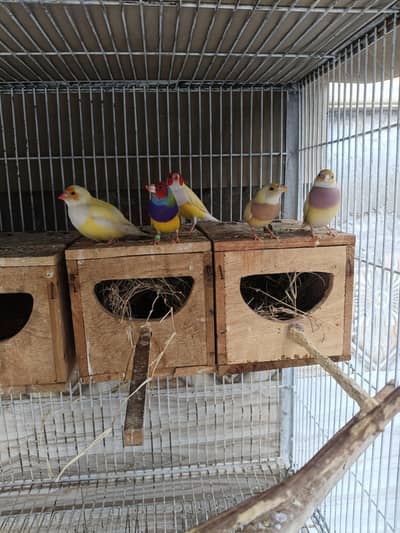 Goldian Latino Finches