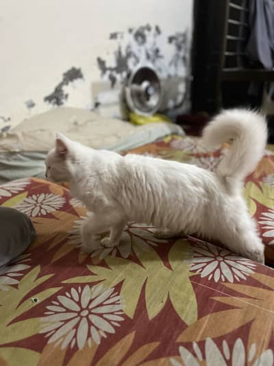 Persian odd eyes cat