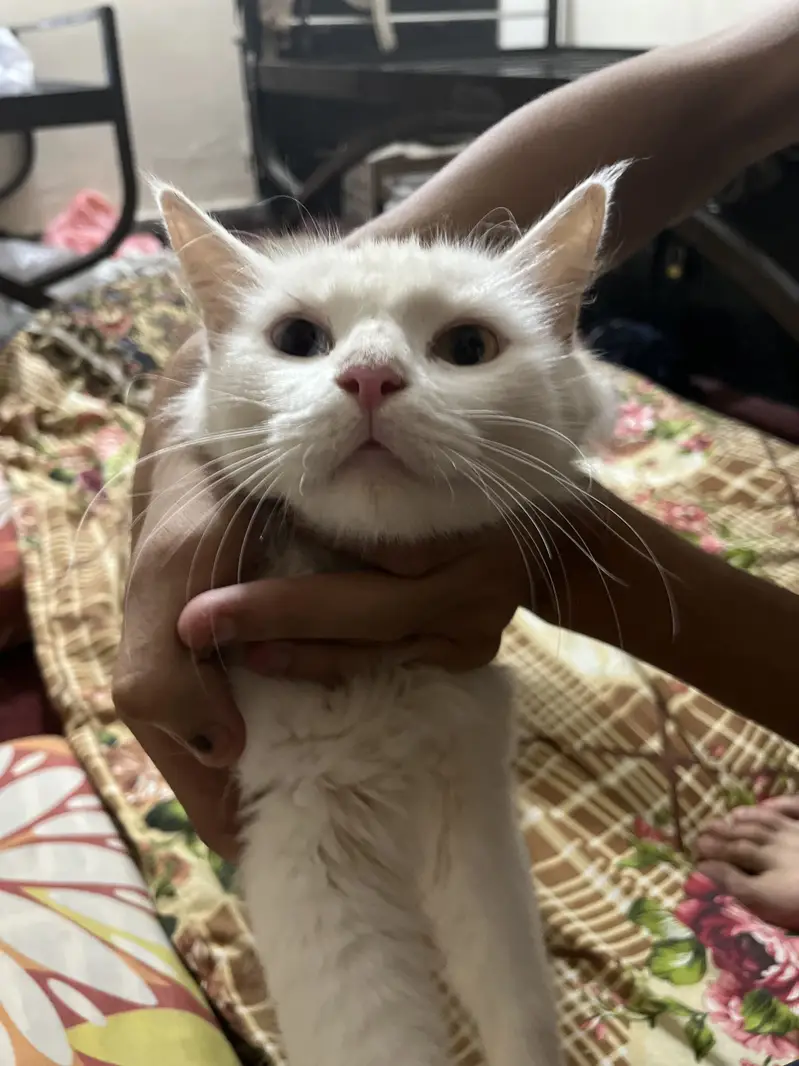 Persian odd eyes cat — photo 2