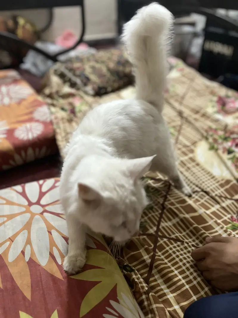 Persian odd eyes cat — photo 3