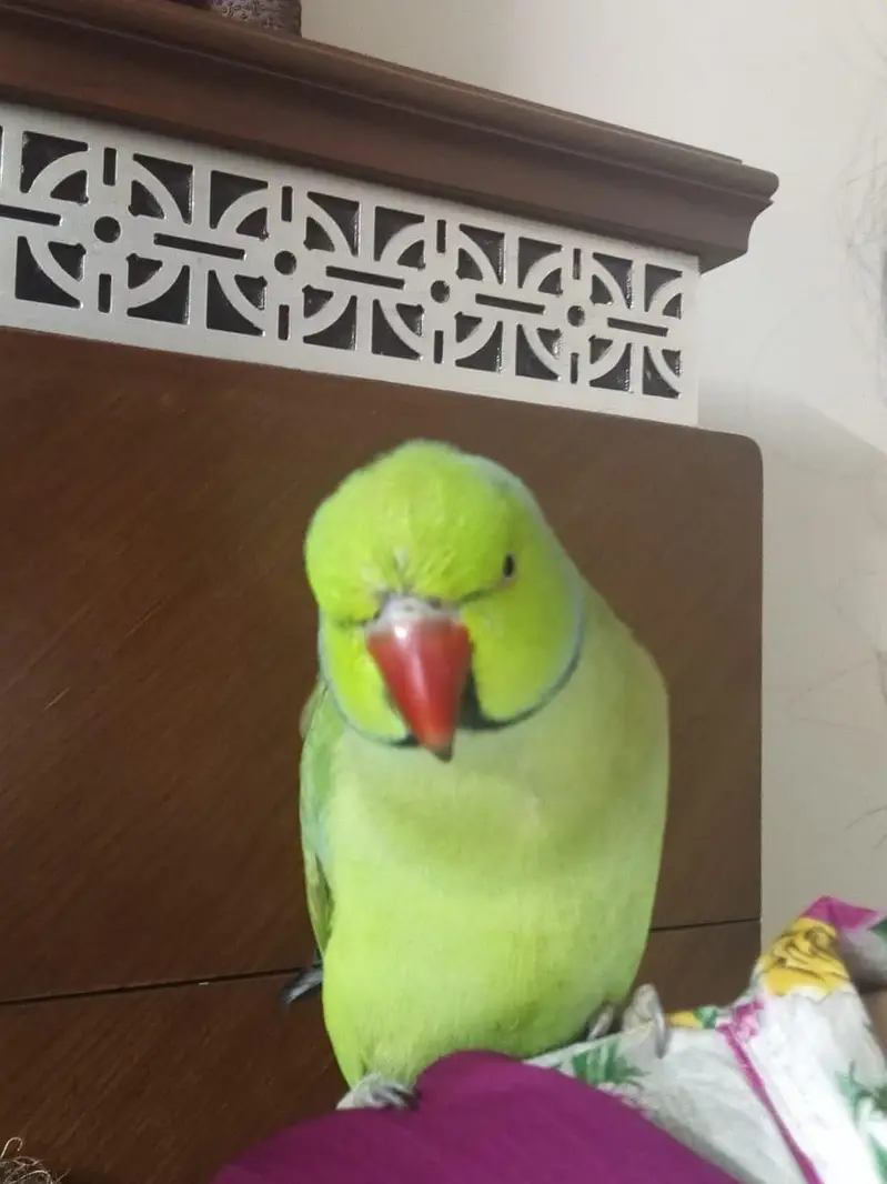 start talking mithu mithu — photo 2