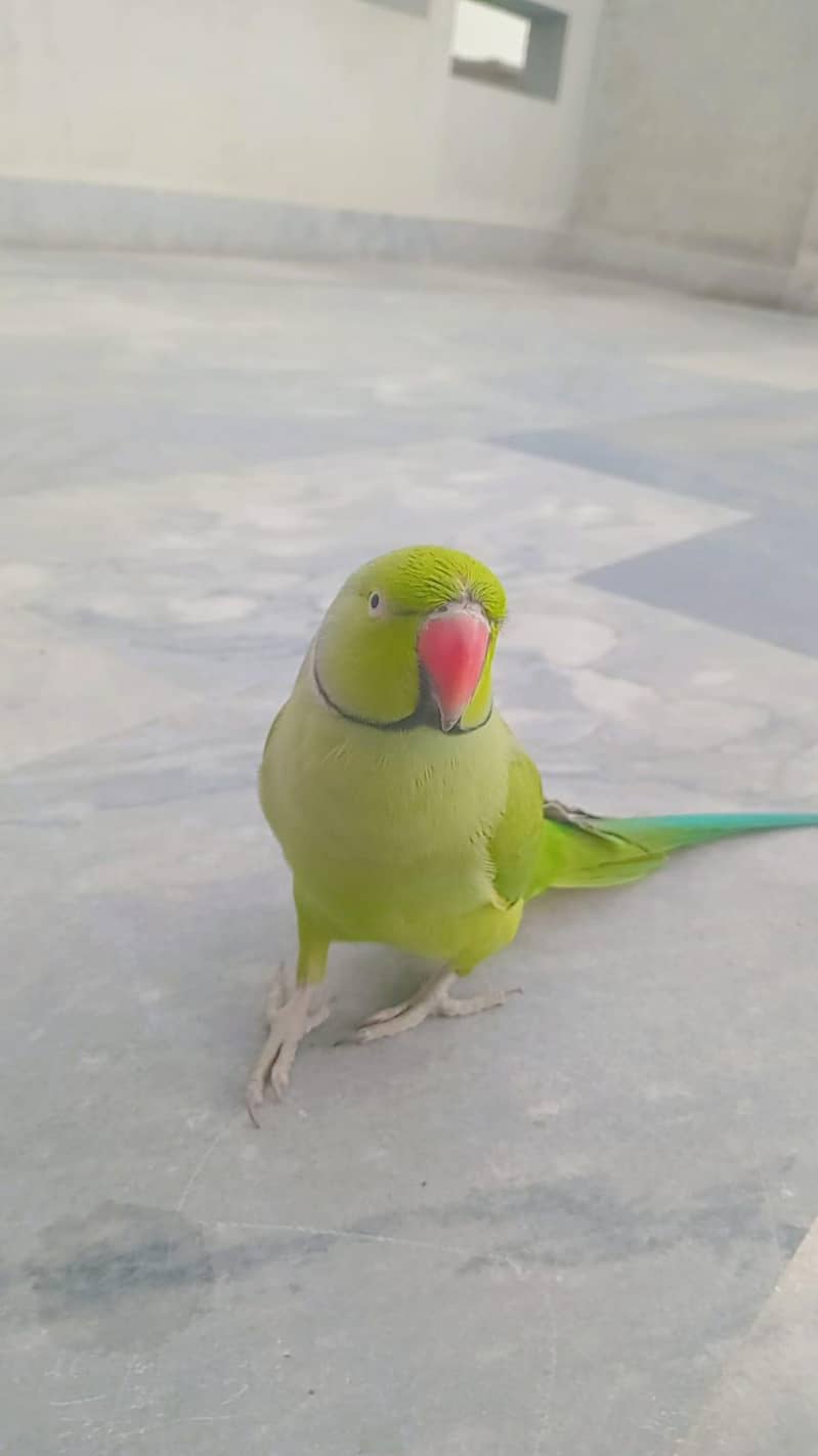 start talking mithu mithu 2