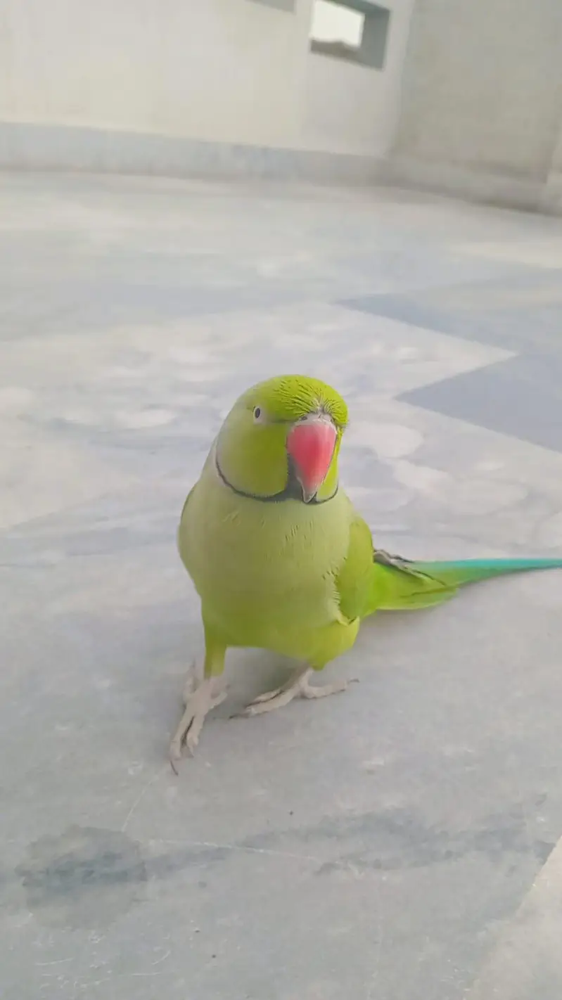 start talking mithu mithu — photo 3