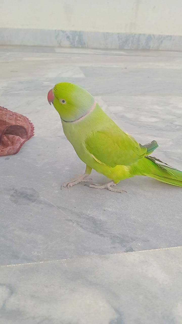 start talking mithu mithu 3