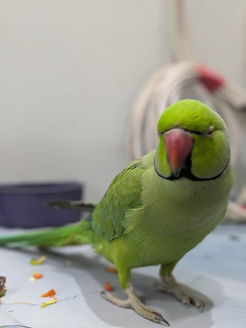 start talking mithu mithu 5