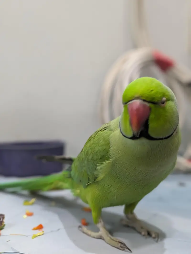 start talking mithu mithu — photo 6