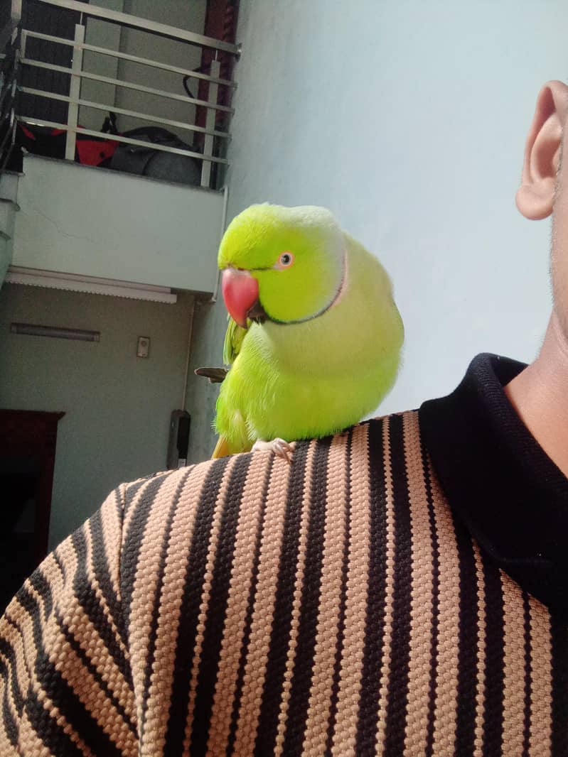start talking mithu mithu 7