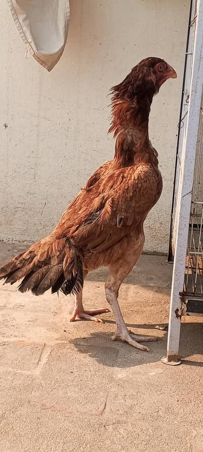 Pure Mianwali Aseel Female Murgi Hen Pathi Available 03098573144