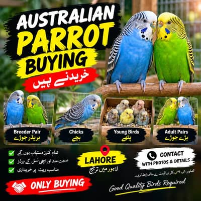 Australian Parrot ka Breeder Pair ya Pathon ka Pair purchase