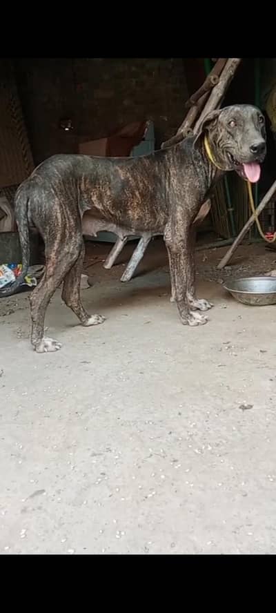 Bully Breeder female