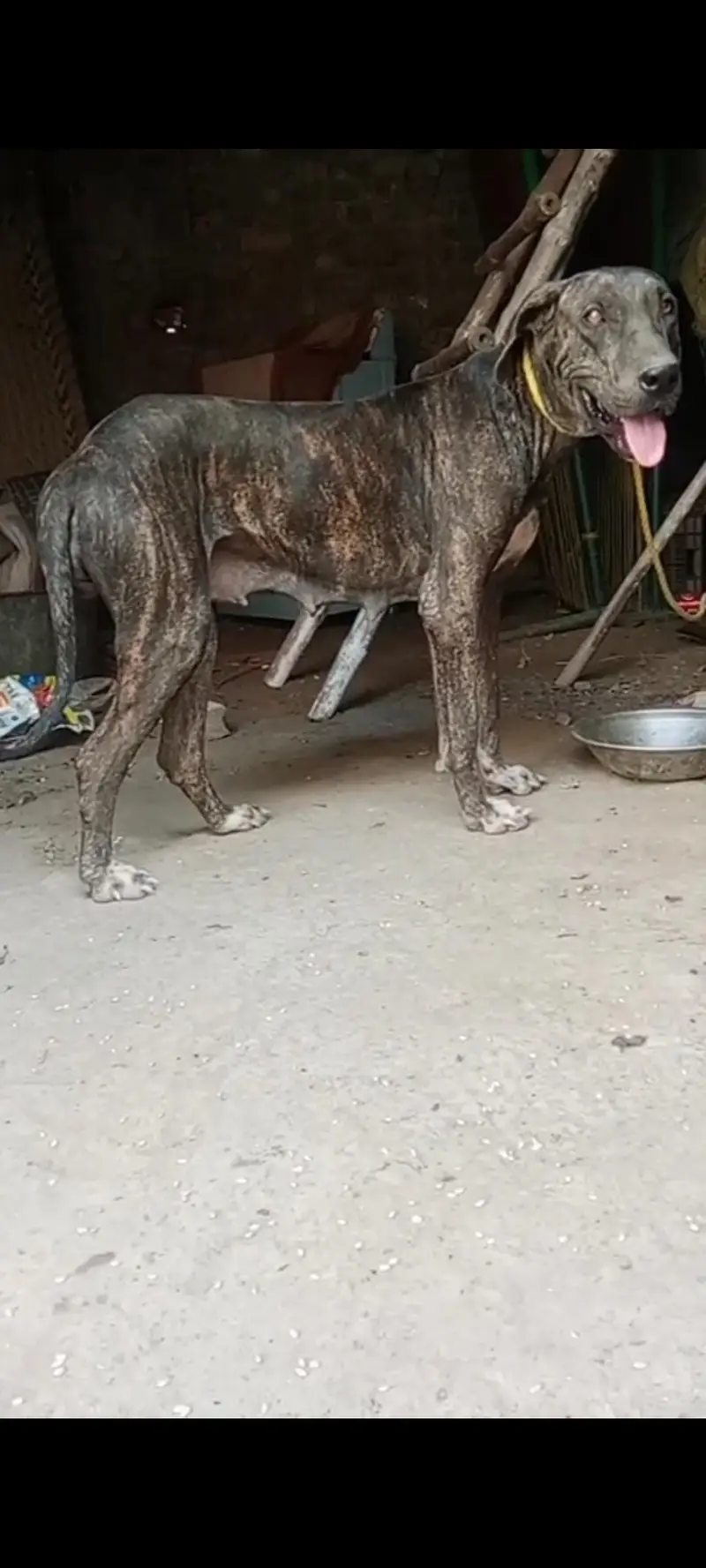 Bully Breeder female