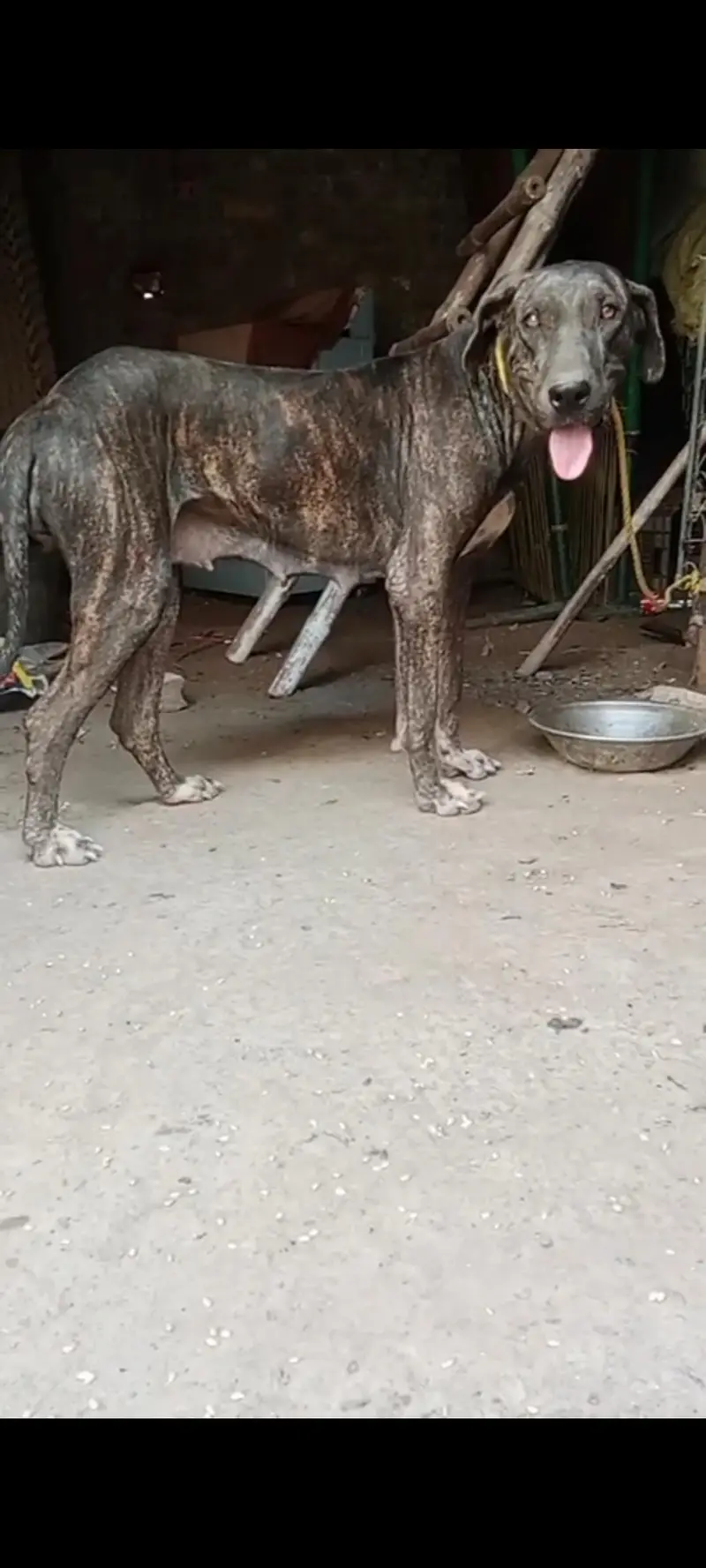 Bully Breeder female — photo 2