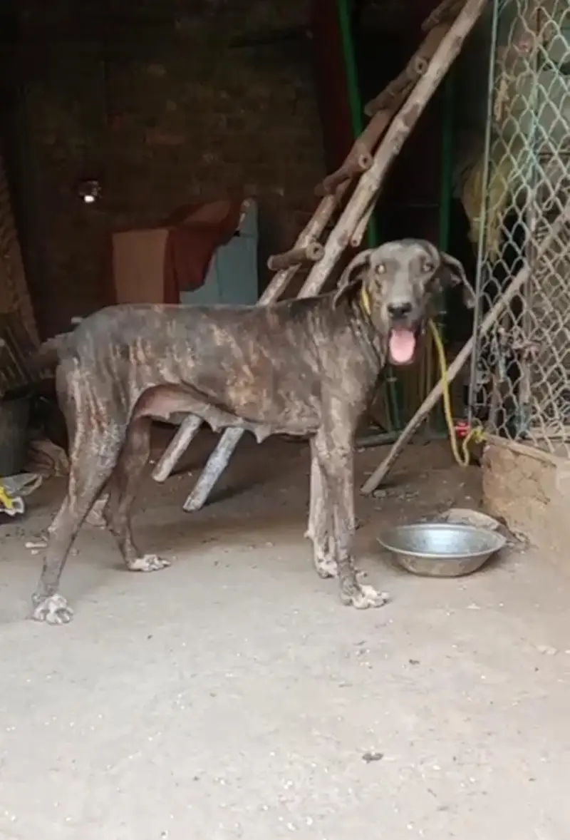 Bully Breeder female — photo 3