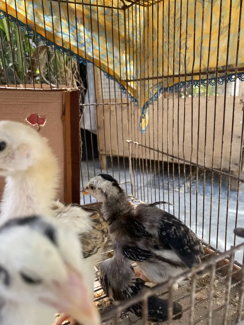 O shamo chicks — photo 2