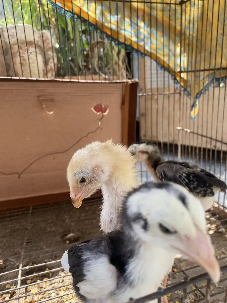 O shamo chicks — photo 3