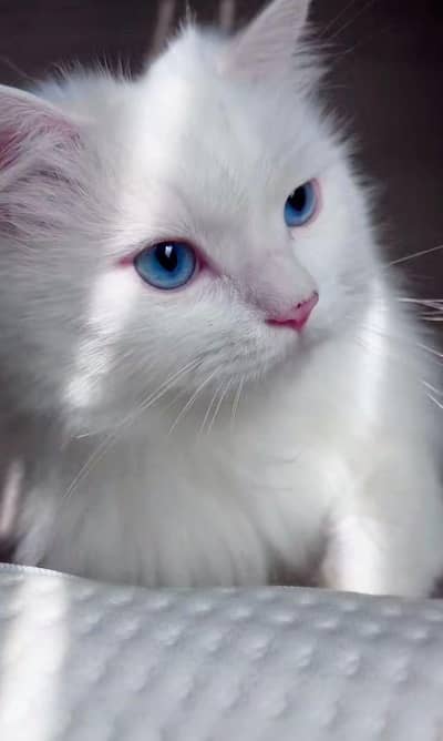 Persian cat blue eyes