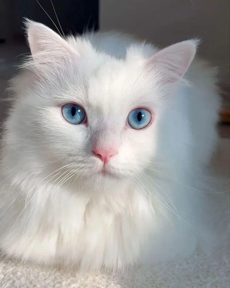 Persian cat blue eyes — photo 2