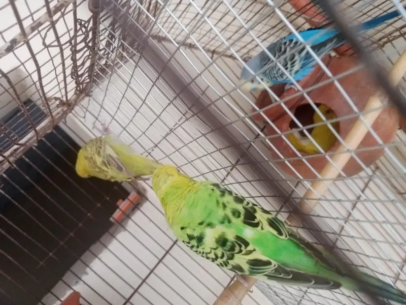 Australian Birds