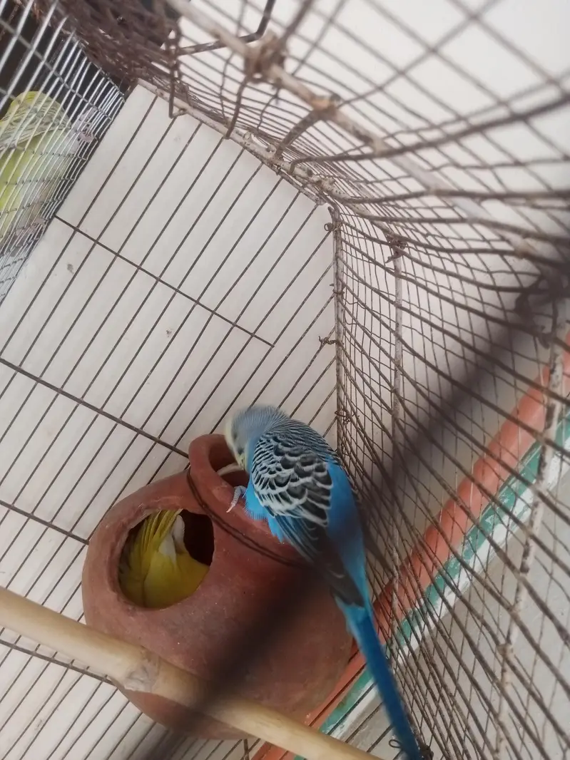 Australian Birds — photo 2