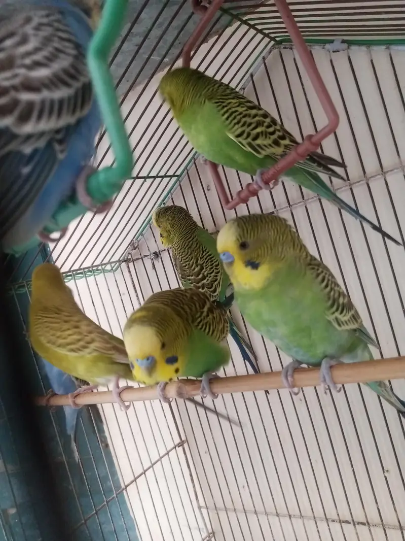 Australian Birds — photo 3