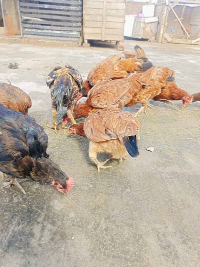 eggs laying hen for sale