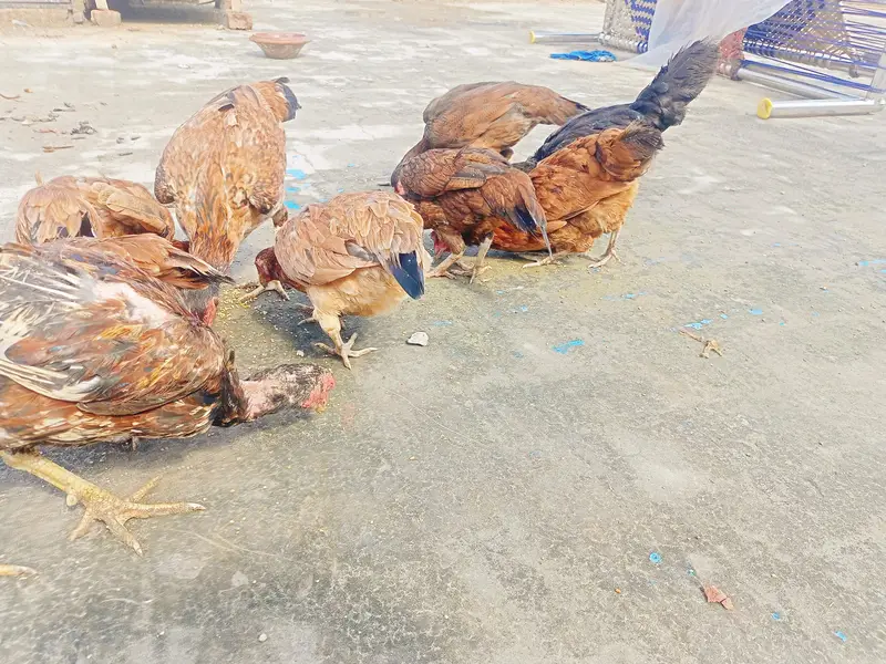 eggs laying hen for sale — photo 2