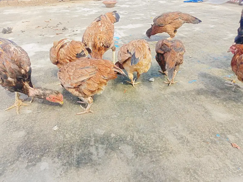 eggs laying hen for sale — photo 3
