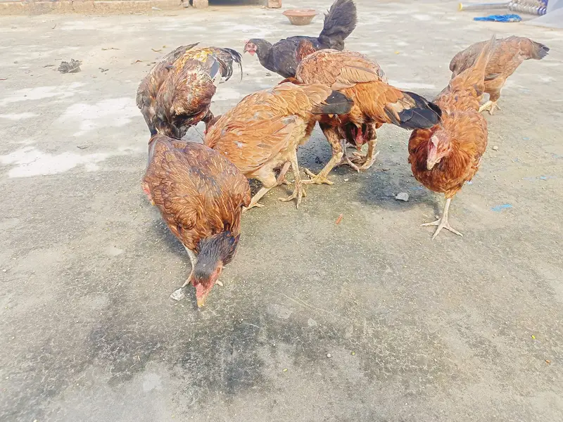eggs laying hen for sale — photo 4