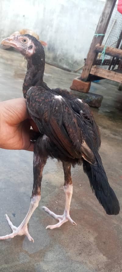 Pure Aseel Pakistani Male Chicks Patha Murga Available 03098573144