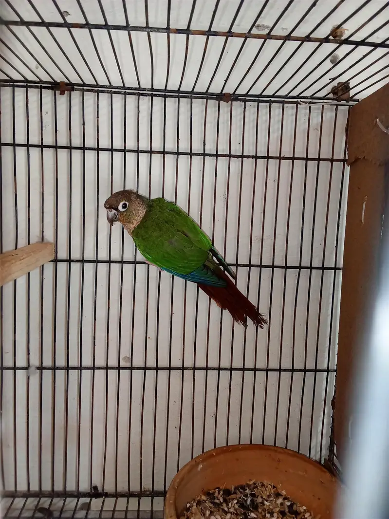 Yellow sided conuor female in red factor