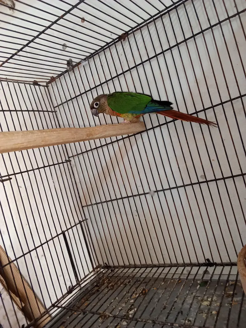 Yellow sided conuor female in red factor — photo 3
