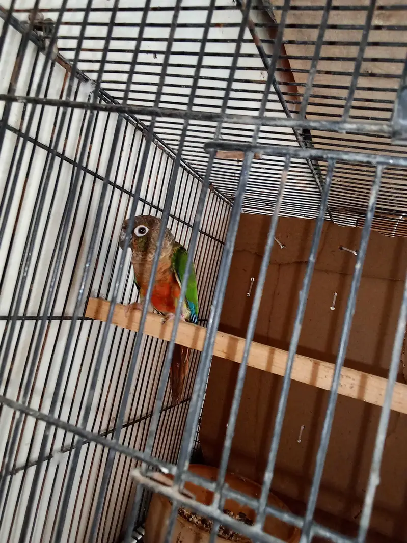 Yellow sided conuor female in red factor — photo 4